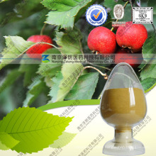 Natural Hawthorn Extract Hawthorn Leaf Powder with FDA Registered